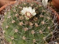 Gymnocalycium stuckertii? HM (also by 100) a confused species (seeds normally pertains to Muscoseminum) see also next